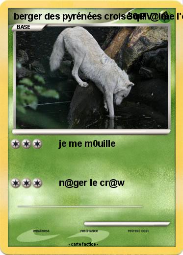 Pokemon berger des pyrénées croisé qui @ime l'e@u