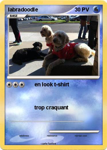 Pokemon labradoodle