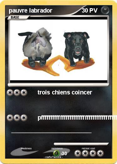 Pokemon pauvre labrador