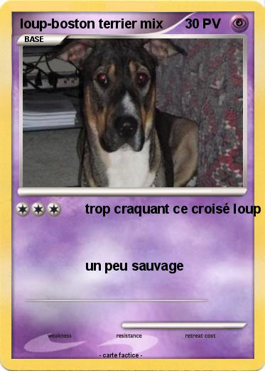 Pokemon loup-boston terrier mix