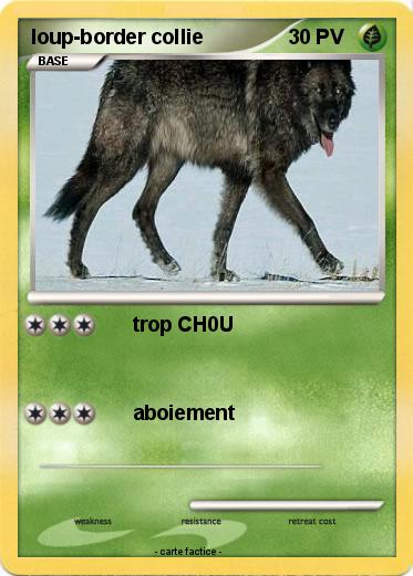 Pokemon loup-border collie