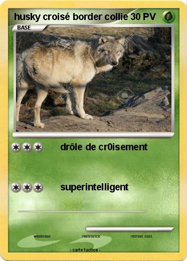 Pokemon husky croisé border collie