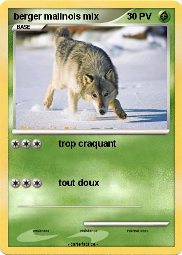 Pokemon berger malinois mix