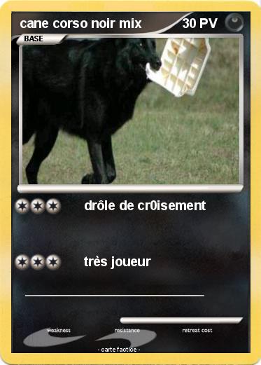 Pokemon cane corso noir mix