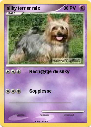 Pokemon silky terrier mix