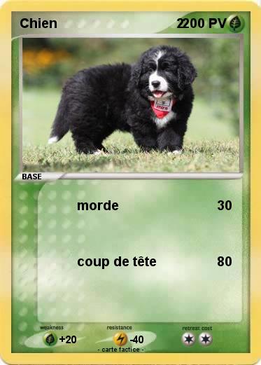 Pokemon Chien                                  2