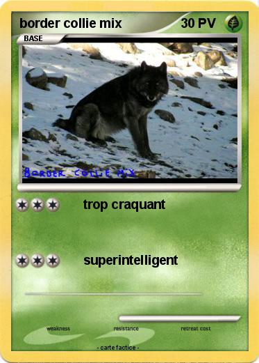 Pokemon border collie mix