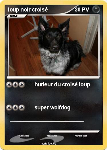 Pokemon loup noir croisé