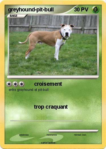 Pokemon greyhound-pit-bull