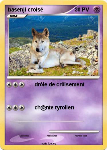 Pokemon basenji croisé
