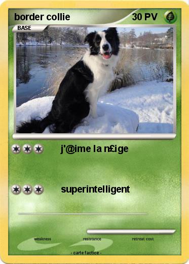 Pokemon border collie