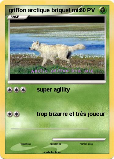 Pokemon griffon arctique briquet mix