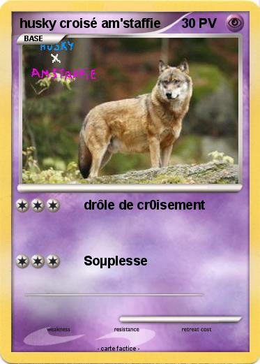 Pokemon husky croisé am'staffie