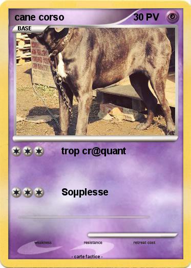 Pokemon cane corso