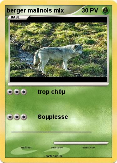 Pokemon berger malinois mix