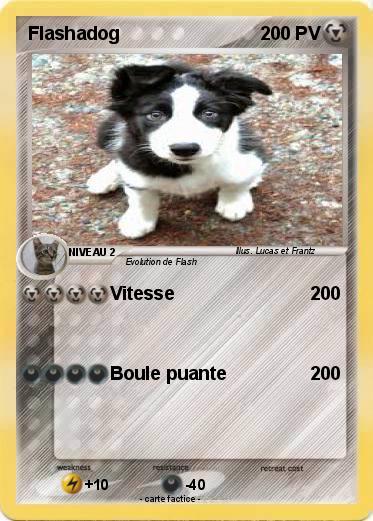 Pokemon Flashadog