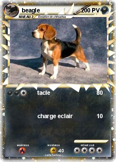 Pokemon beagle