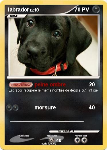 Pokemon labrador