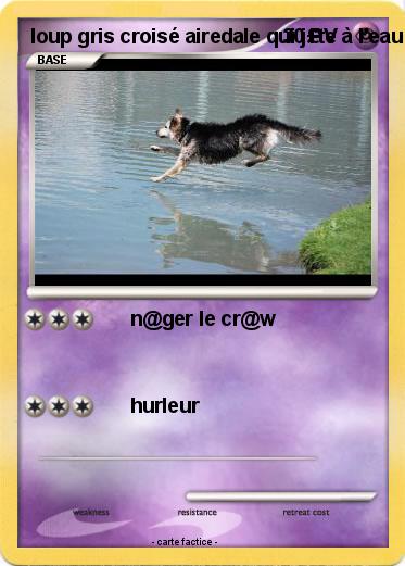 Pokemon loup gris croisé airedale qui j£te à l'eau