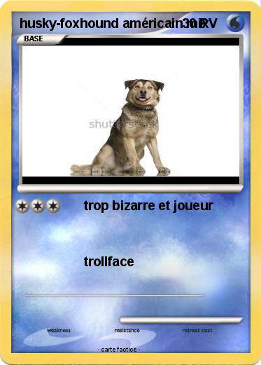 Pokemon husky-foxhound américain mix