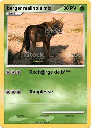 Pokemon berger malinois mix