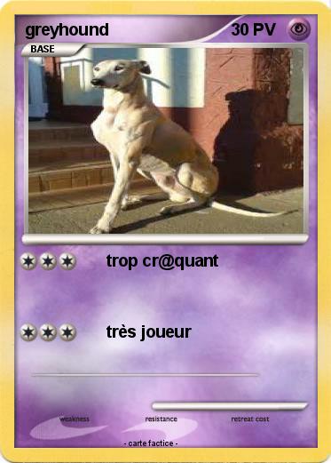 Pokemon greyhound
