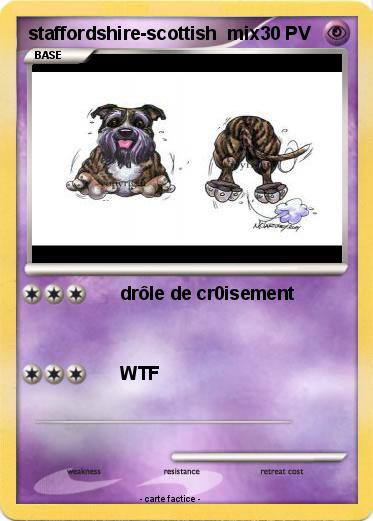 Pokemon staffordshire-scottish  mix