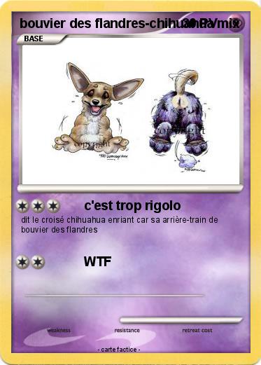 Pokemon bouvier des flandres-chihuahua mix
