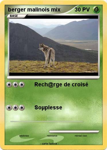 Pokemon berger malinois mix