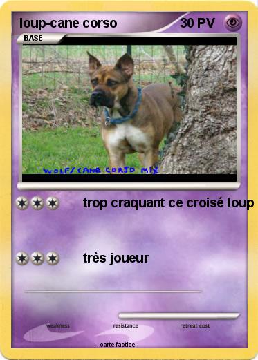 Pokemon loup-cane corso