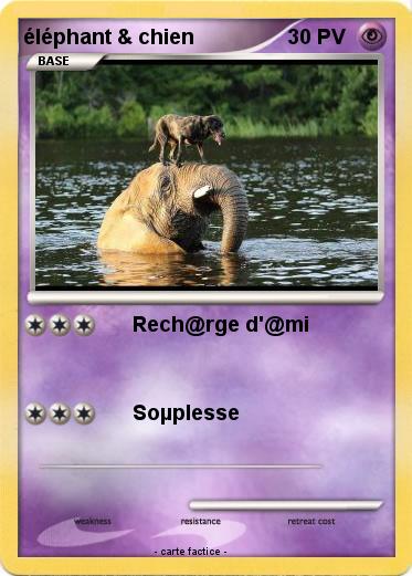 Pokemon éléphant & chien