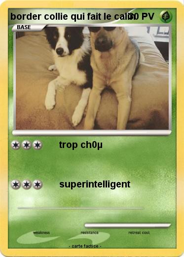 Pokemon border collie qui fait le calin