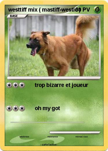Pokemon westtiff mix ( mastiff-westie )