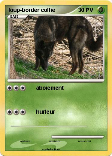 Pokemon loup-border collie