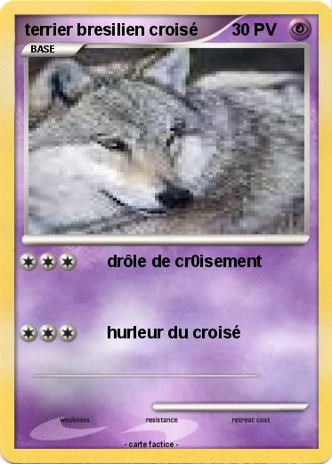 Pokemon terrier bresilien croisé