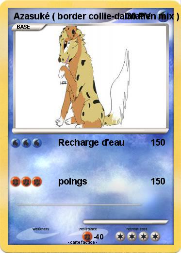 Pokemon Azasuké ( border collie-dalmatien mix )