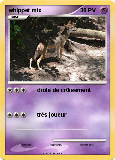 Pokemon whippet mix