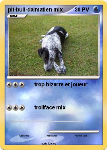 Pokemon pit-bull-dalmatien mix