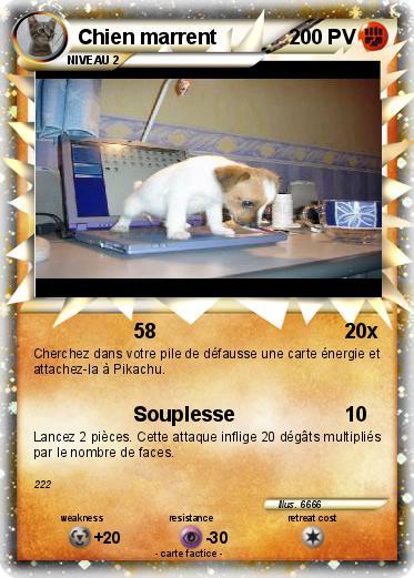 Pokemon Chien marrent