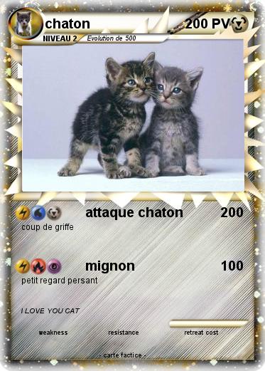 Pokemon chaton