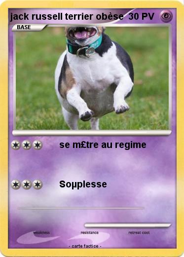 Pokemon jack russell terrier obèse