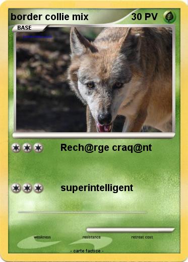 Pokemon border collie mix