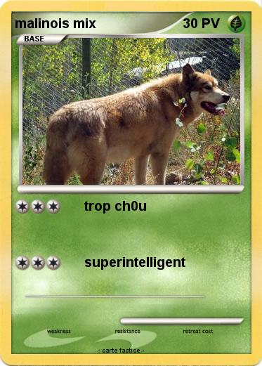 Pokemon malinois mix