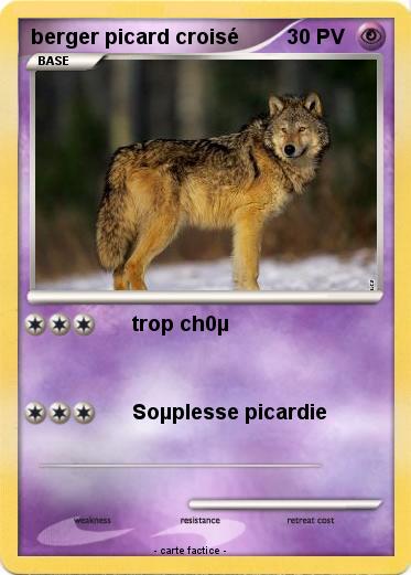 Pokemon berger picard croisé