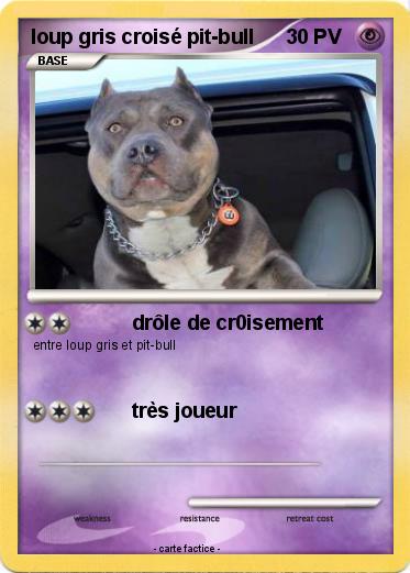 Pokemon loup gris croisé pit-bull