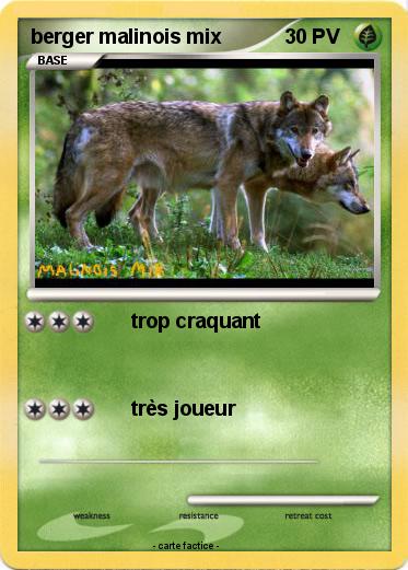 Pokemon berger malinois mix