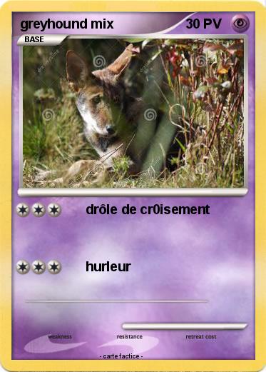Pokemon greyhound mix