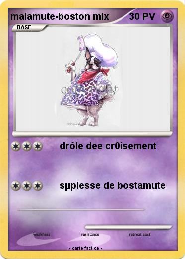 Pokemon malamute-boston mix