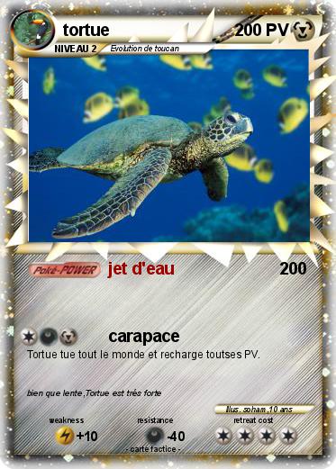 Pokemon tortue