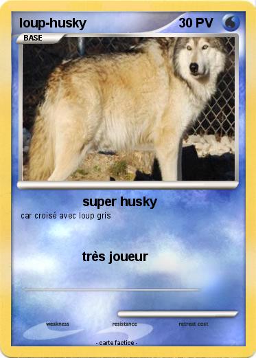 Pokemon loup-husky